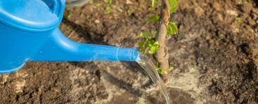 Une personne arrosant une plante avec un arrosoir en plastique bleu