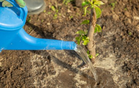 Une personne arrosant une plante avec un arrosoir en plastique bleu