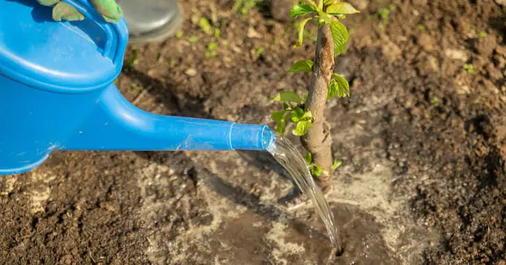 Une personne arrosant une plante avec un arrosoir en plastique bleu