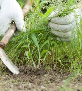 Un homme en train d'enlever les mauvaises herbes dans le jardin avec un rasoir houe