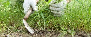 Un homme en train d'enlever les mauvaises herbes dans le jardin avec un rasoir houe