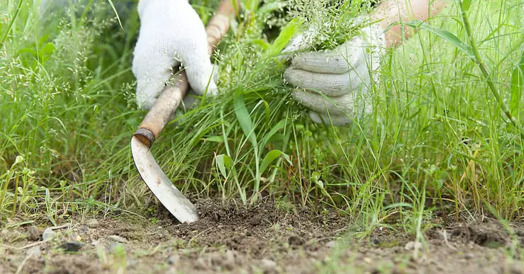 Un homme en train d'enlever les mauvaises herbes dans le jardin avec un rasoir houe