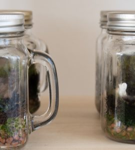 De grands gobelets en verre transformées en terrarium
