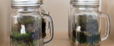 De grands gobelets en verre transformées en terrarium