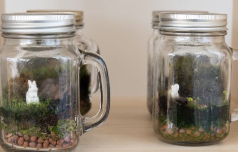 De grands gobelets en verre transformées en terrarium