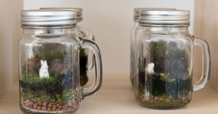 De grands gobelets en verre transformées en terrarium