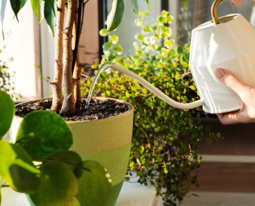 Une femme arrosant des plantes intérieures avec un arrosoir