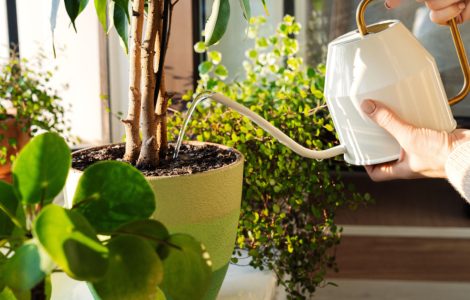 Une femme arrosant des plantes intérieures avec un arrosoir
