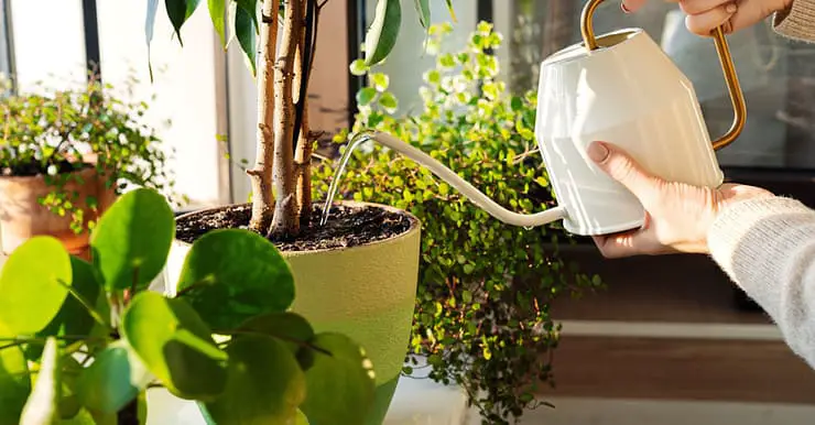 Une femme arrosant des plantes intérieures avec un arrosoir