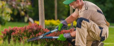 Un jardinier effectue la taille des plants avec de grands ciseaux