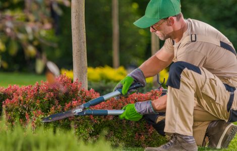 Un jardinier effectue la taille des plants avec de grands ciseaux