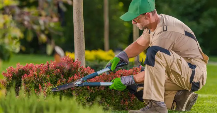 Un jardinier effectue la taille des plants avec de grands ciseaux