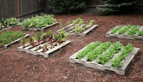 Plusieurs carrés potagers en palette dans un petit jardin