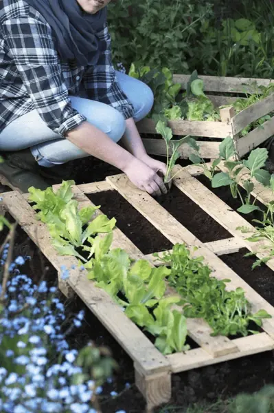 Un carré potager dans le jardin composé de seulement une palette