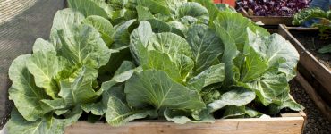 Un petit potager dans des caissons en palette