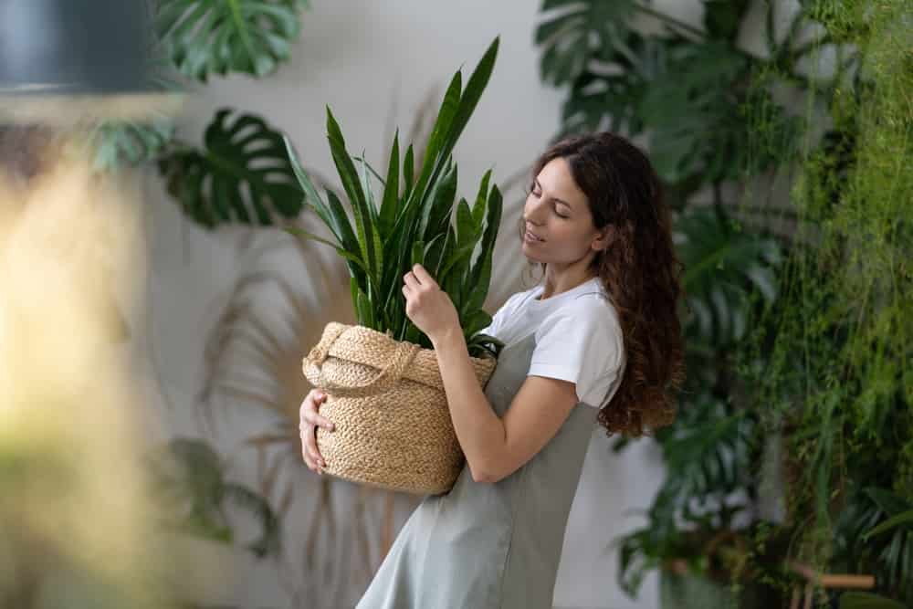 Installer des plantes d'intérieur va vous permettre d'absorber une partie de votre humidité