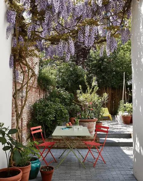 De la glycine bleue de Chine pour protéger une petite terrasse