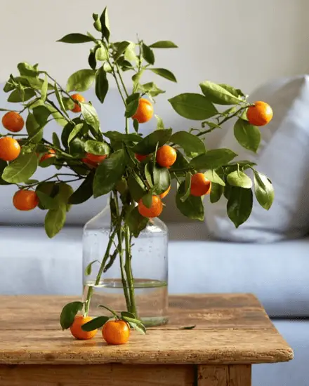 Citronnier ou oranger, ces arbustes colorés sont idéaux pour apporter un peu de lumière à son intérieur