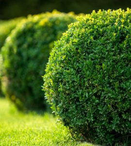 Jardin avec arbustes ronds et pelouses vertes