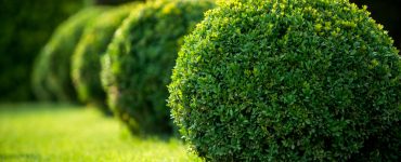 Jardin avec arbustes ronds et pelouses vertes