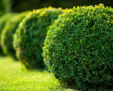Jardin avec arbustes ronds et pelouses vertes