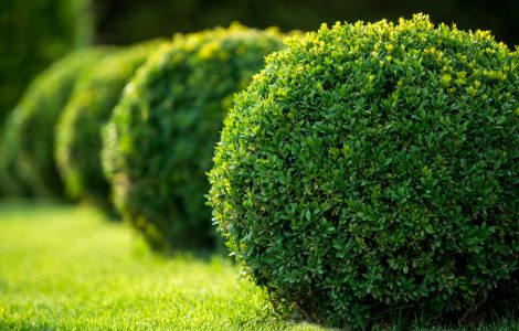 Jardin avec arbustes ronds et pelouses vertes