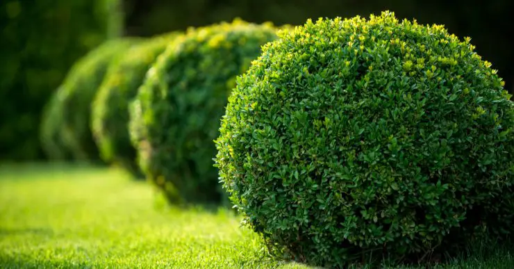 Jardin avec arbustes ronds et pelouses vertes