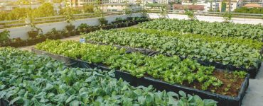 Agriculture urbaine : des plantations de légumes sur le toit d'un bâtiment