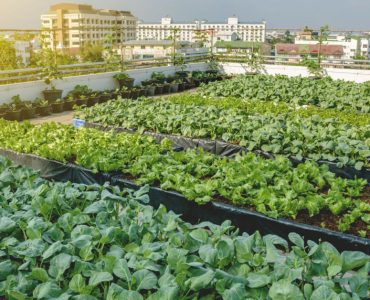 Agriculture urbaine : des plantations de légumes sur le toit d'un bâtiment