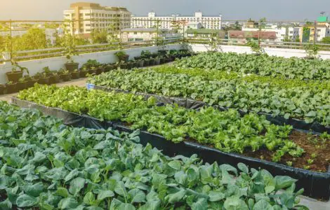 Agriculture urbaine : des plantations de légumes sur le toit d'un bâtiment