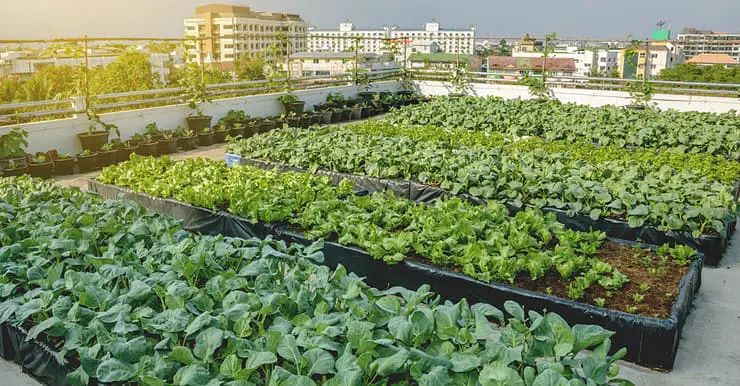 Agriculture urbaine : des plantations de légumes sur le toit d'un bâtiment