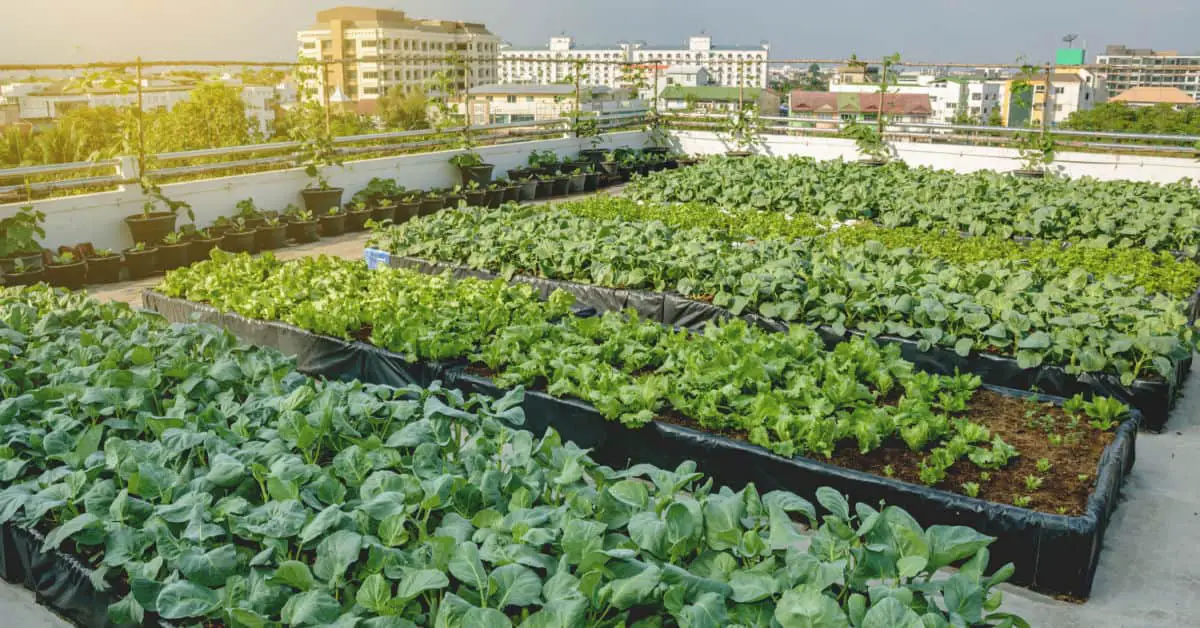 Agriculture urbaine : des plantations de légumes sur le toit d'un bâtiment