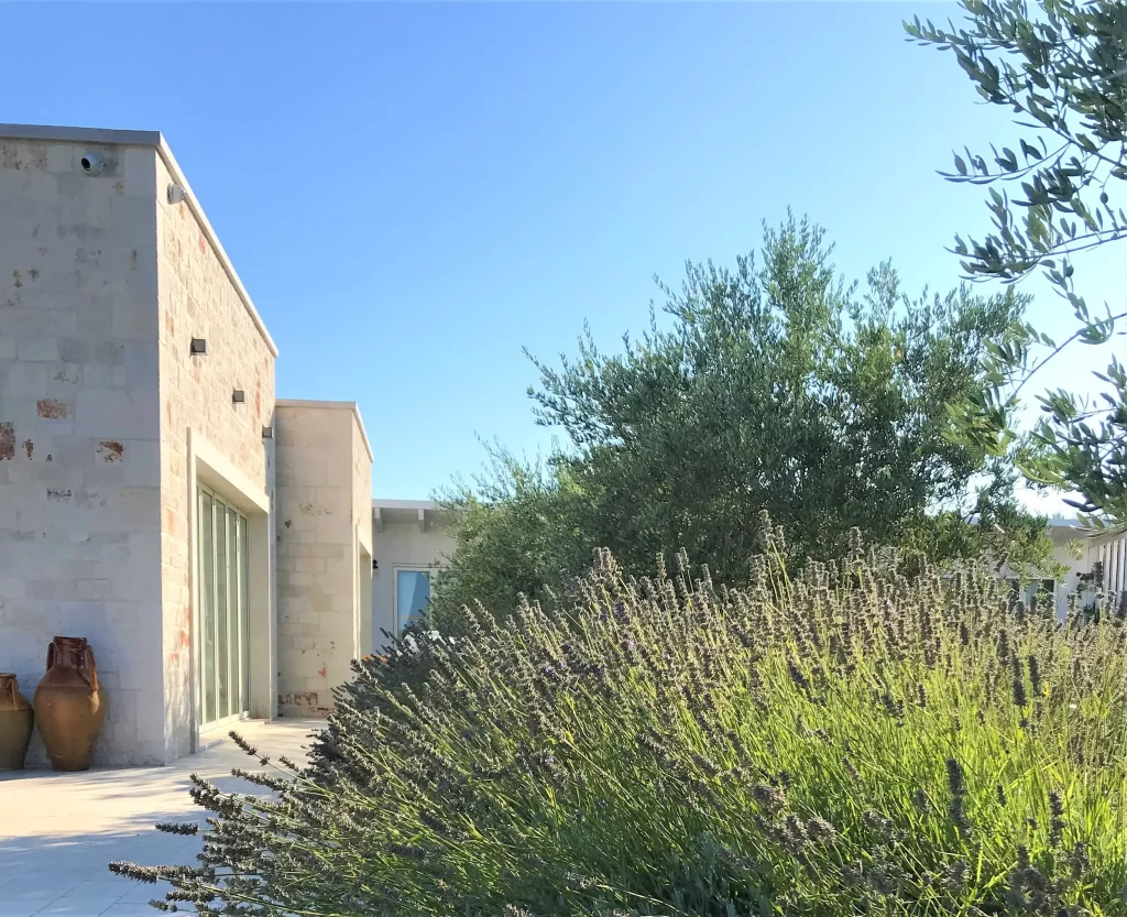 bosquets de lavandes près du trullo