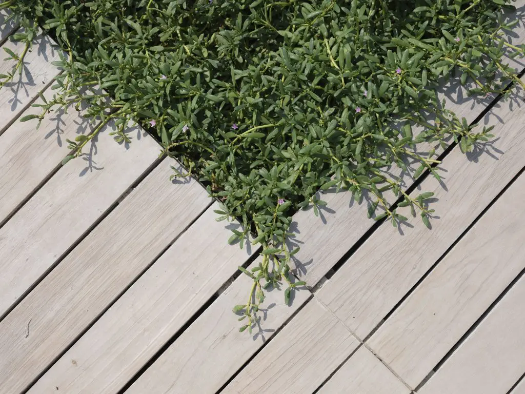 aménagement de jardin écoresponsable